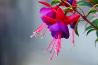 Pink Violet Fuchsia Hybrida Flower seeds for Planting Drought Tolerant Heirloom & GMO Free Seeds for Home Garden