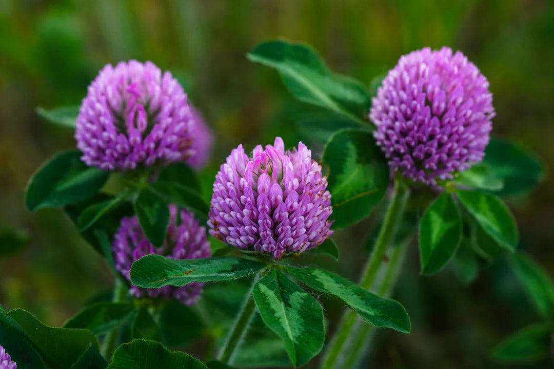 Meadow Clover Flower seeds for Planting Sun Loving Heirloom & GMO Free Seeds for Home Garden