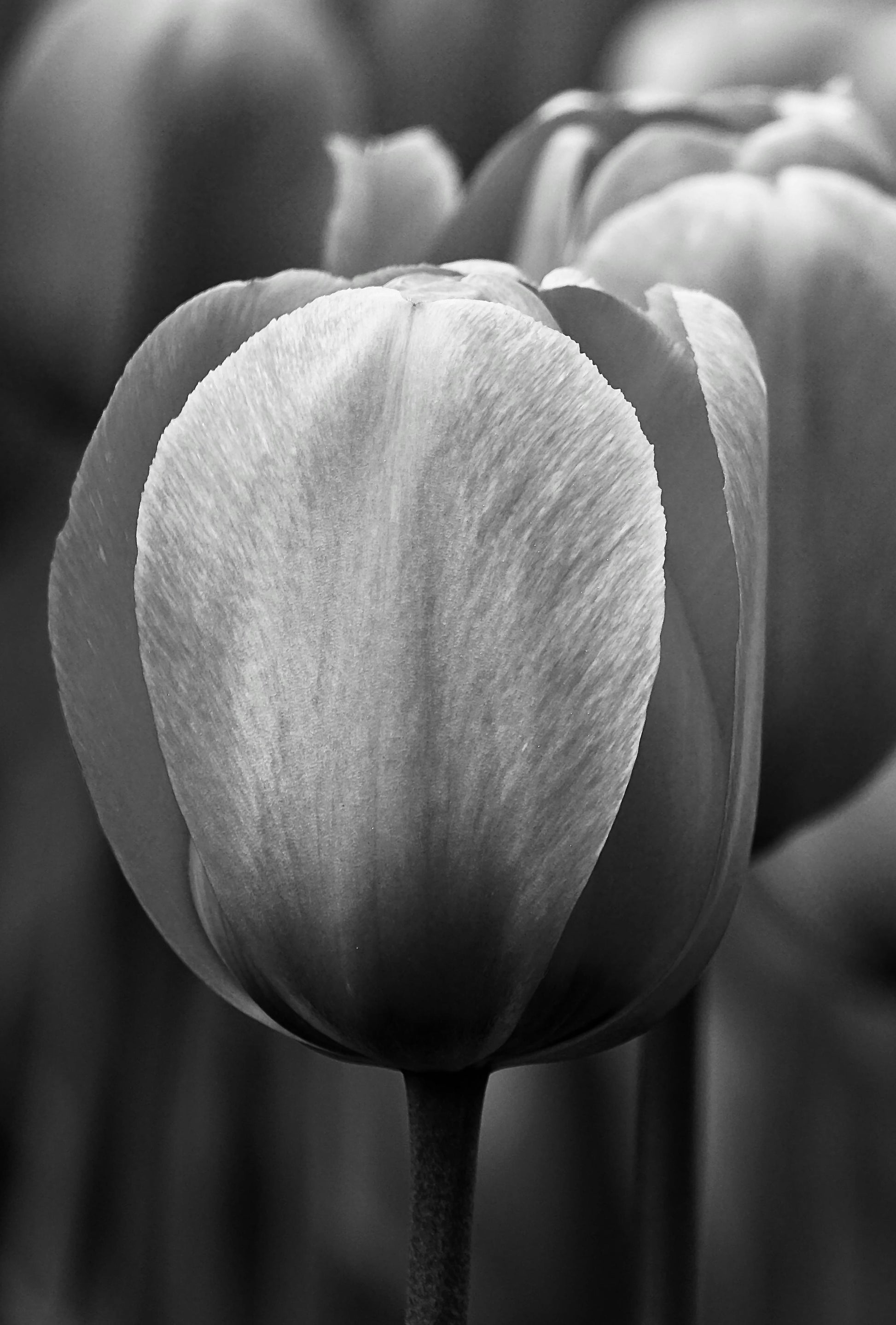 Dark Gray Tulip Flower Seeds for Planting Heirloom NonGMO High Germination Organic Garden Seeds
 
 Sale
