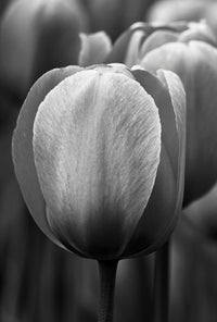 Dark Gray Tulip Flower Seeds for Planting Heirloom NonGMO High Germination Organic Garden Seeds
 
 Sale