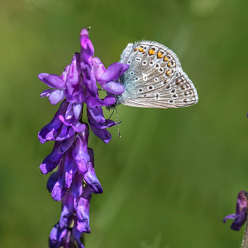 Blue Vetch Flower seeds for Planting - Shade Tolerant, Heirloom & GMO Free Seeds for Home Garden