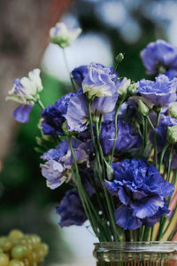 Silk Blue Lisianthus Flower seeds for Planting Perfect for Borders Heirloom & GMO Free Seeds for Home Garden