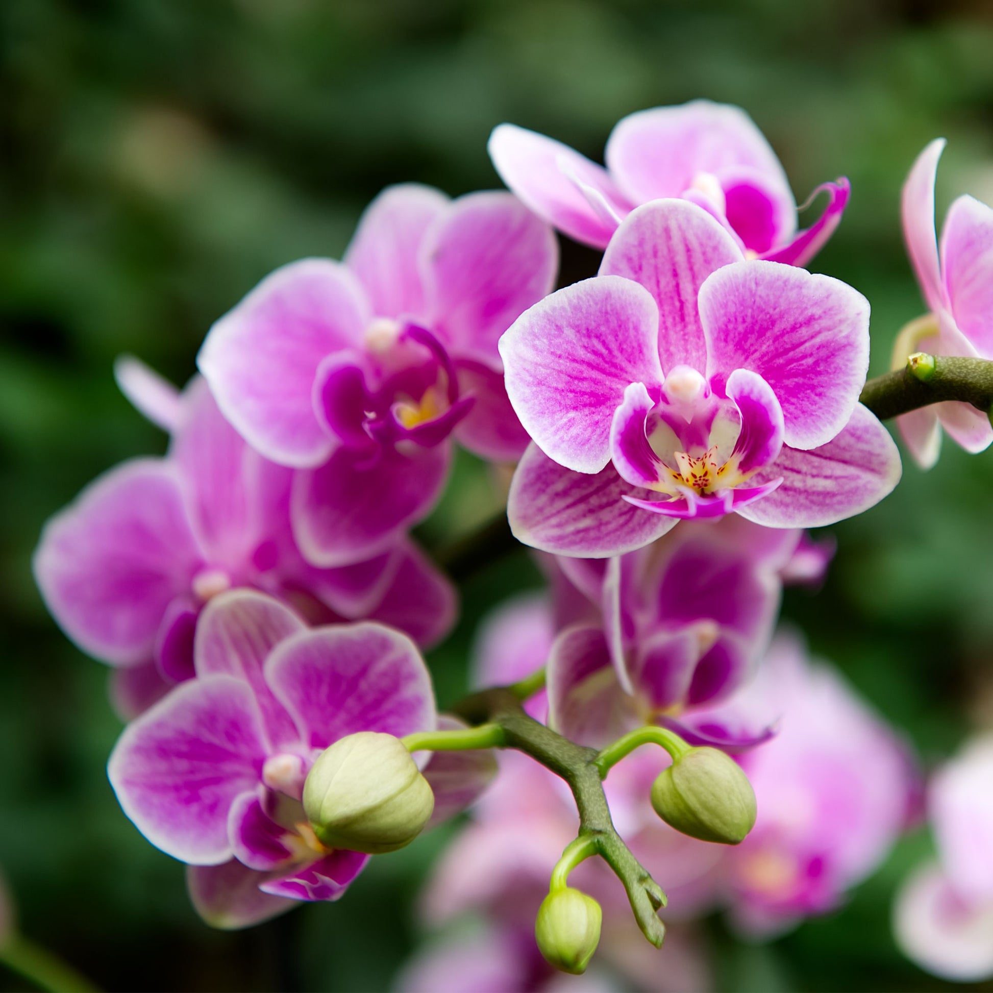 Pink Orchid Flower seeds for Planting Long Bloom Season Heirloom & GMO Free Seeds for Home Garden 
 
 Sale