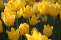 Deep Yellow Tulip Flower Seeds for Planting Compact Growth Heirloom & GMO Free Seeds for Home Garden
 
 Sale