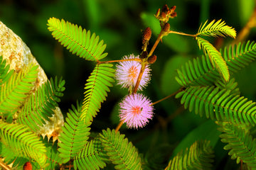 Pink Mimosa Pudica Flower seeds for Planting Easy to Grow Heirloom & GMO Free Seeds for Home Garden 
 
 Sale