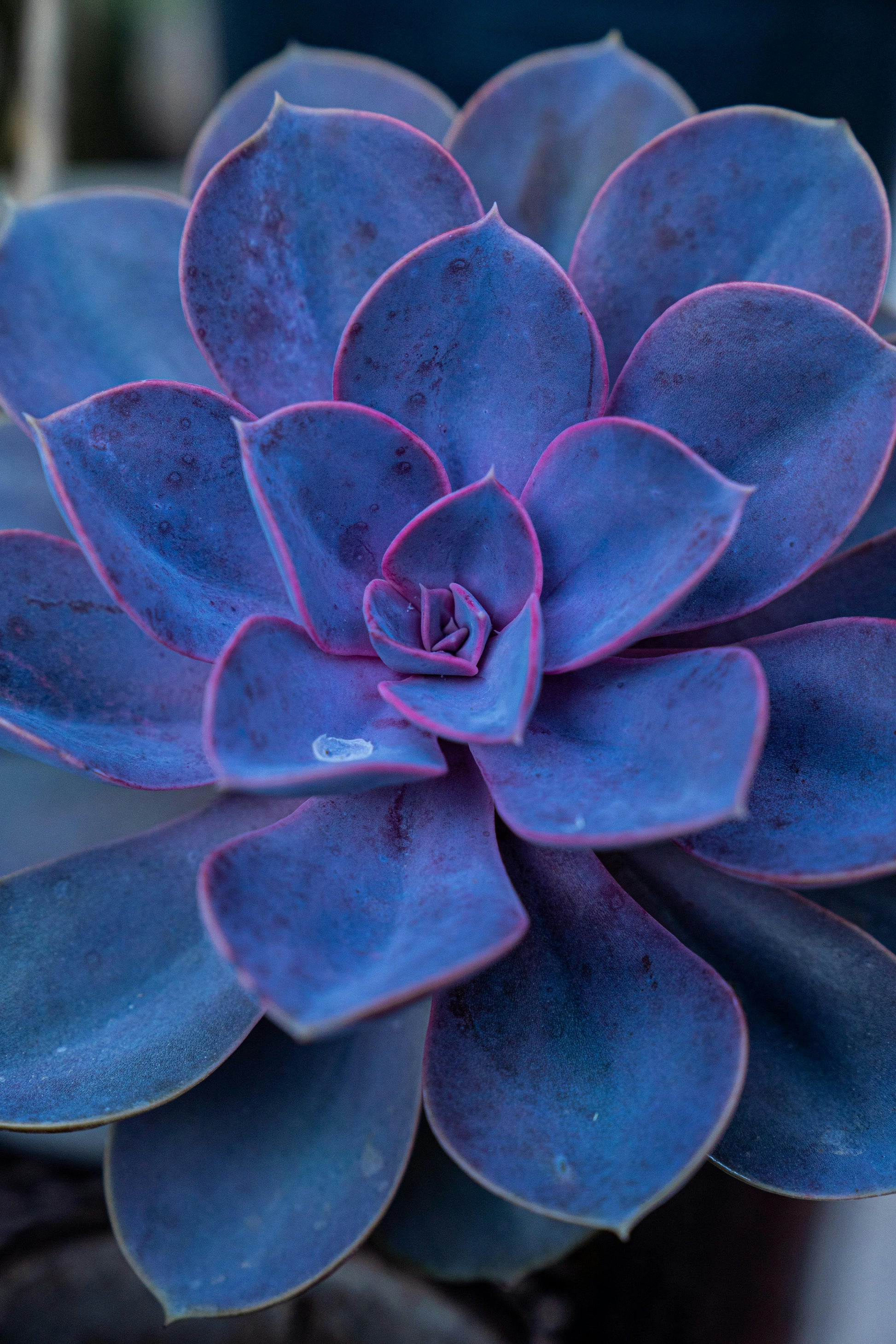 Blue Purple Succulent Flower Seeds – Long Bloom Season Heirloom & NonGMO Seeds for Home Garden
 
 Sale