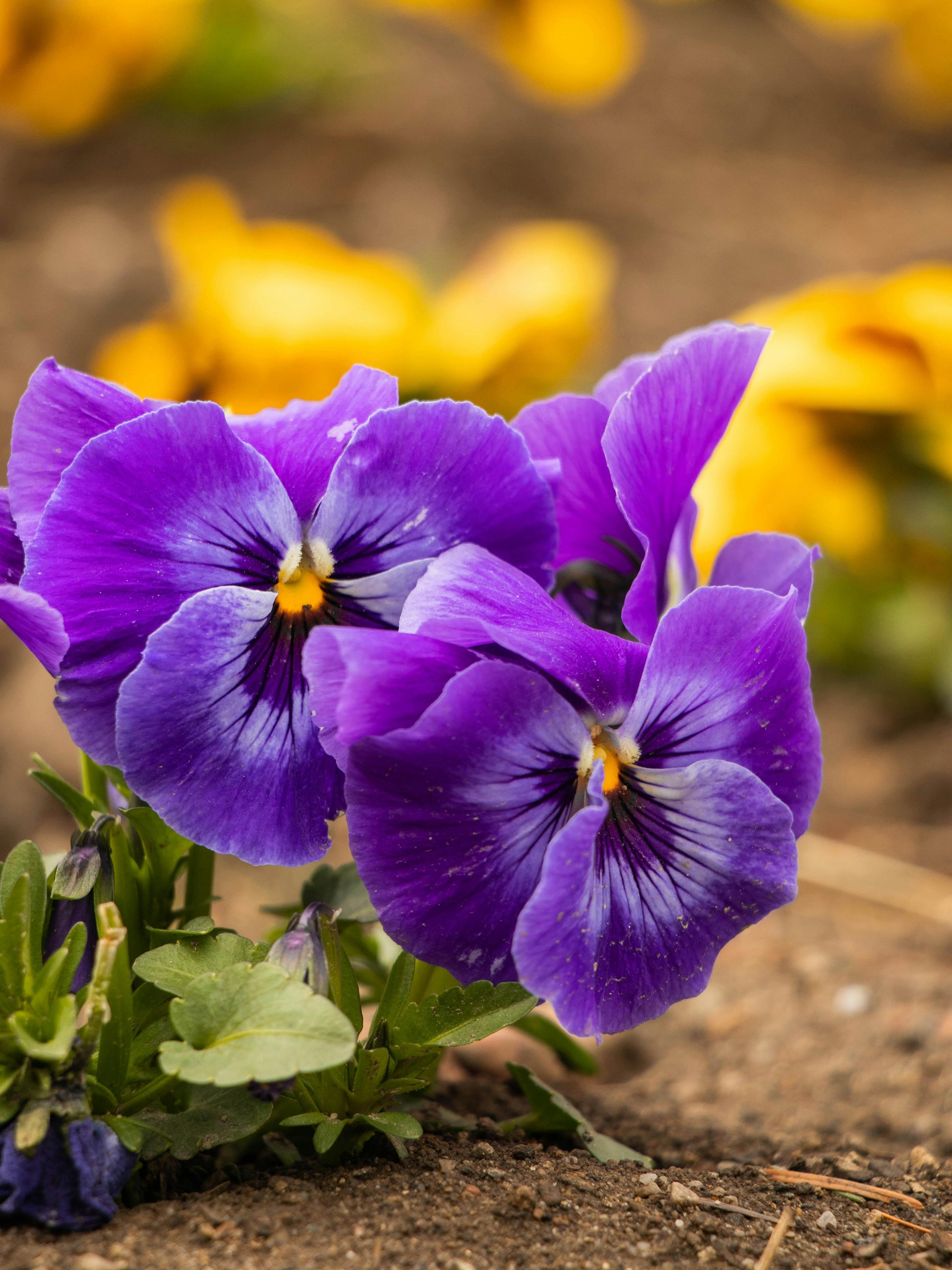 Violet Pansy Flower seeds for Planting - Fragrant Blossoms, Heirloom & GMO Free Seeds for Home Garden