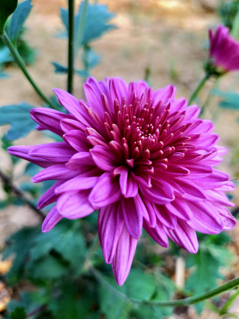 Violet Chrysanthemum Flower seeds for Planting - Seasonal Bloomer, Heirloom & GMO Free Seeds for Home Garden