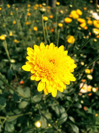 Yellow Chrysanthemum Flower seeds for Planting Hardy Variety Heirloom & GMO Free Seeds for Home Garden 
 
 Sale