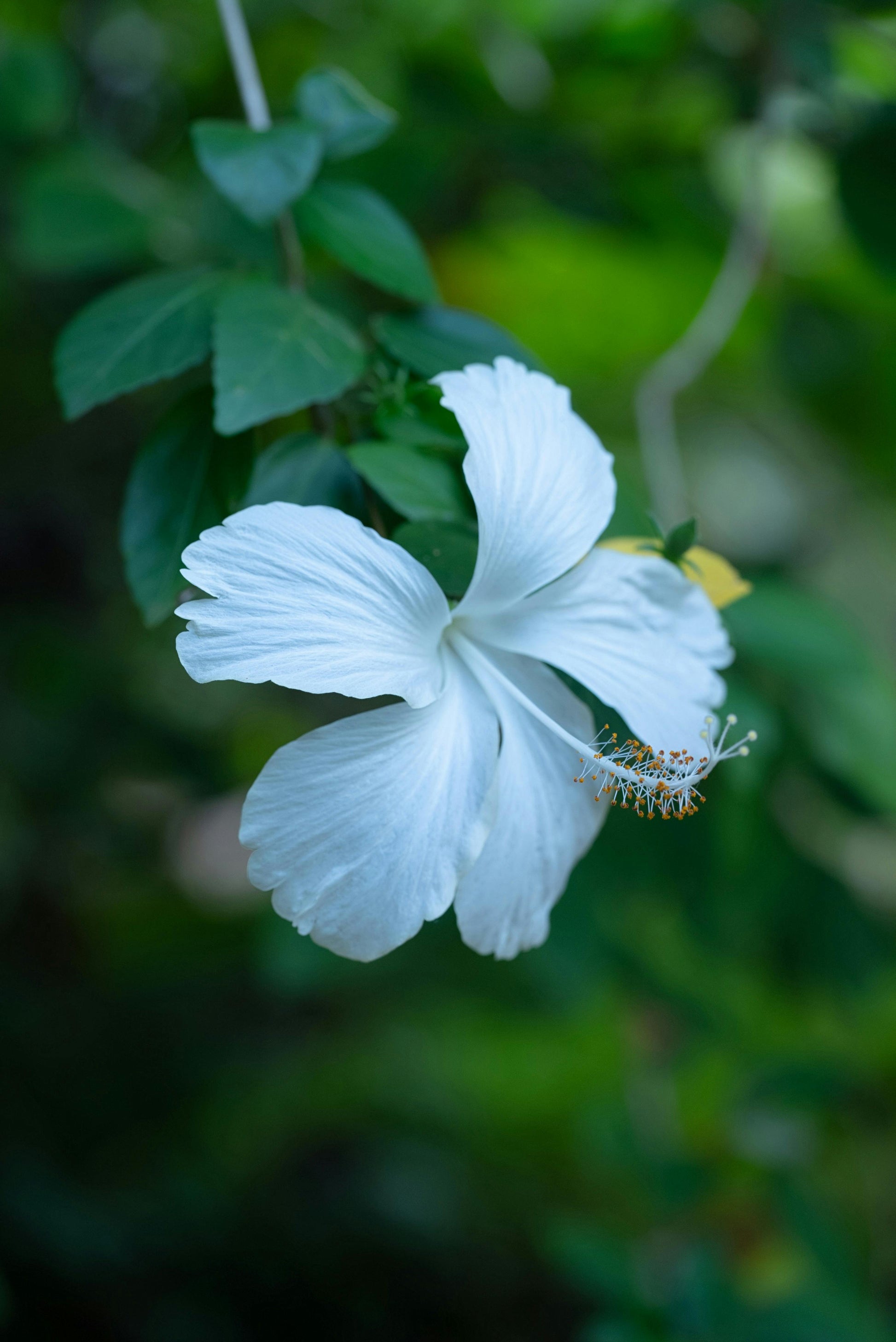 Blue White Hibiscus Flower seeds for Planting Hardy Variety Heirloom & GMO Free Seeds for Home Garden