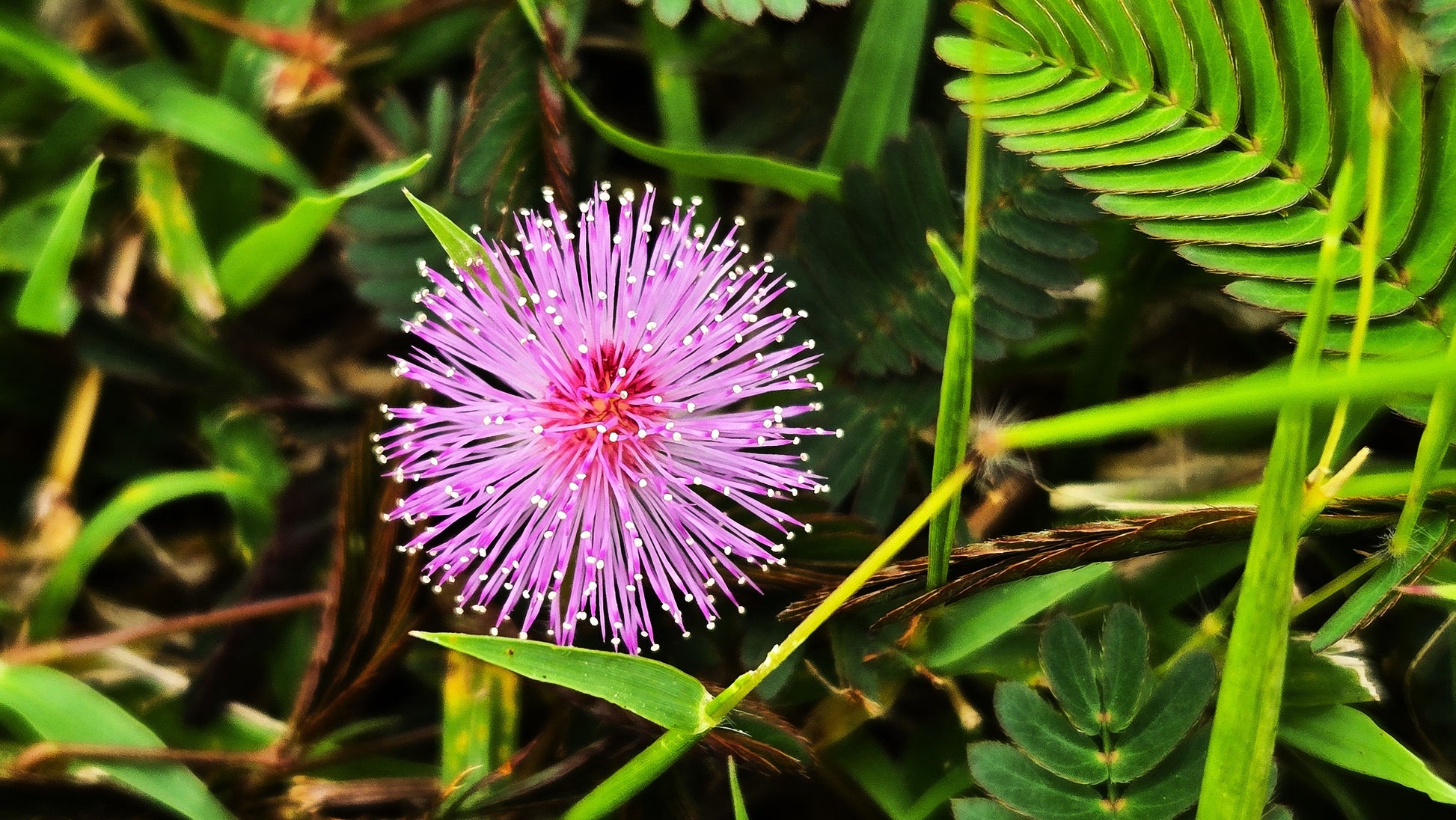 Pink Mimosa Pudica Flower seeds for Planting Easy to Grow Heirloom & GMO Free Seeds for Home Garden 
 
 Sale