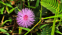 Pink Mimosa Pudica Flower seeds for Planting Easy to Grow Heirloom & GMO Free Seeds for Home Garden 
 
 Sale