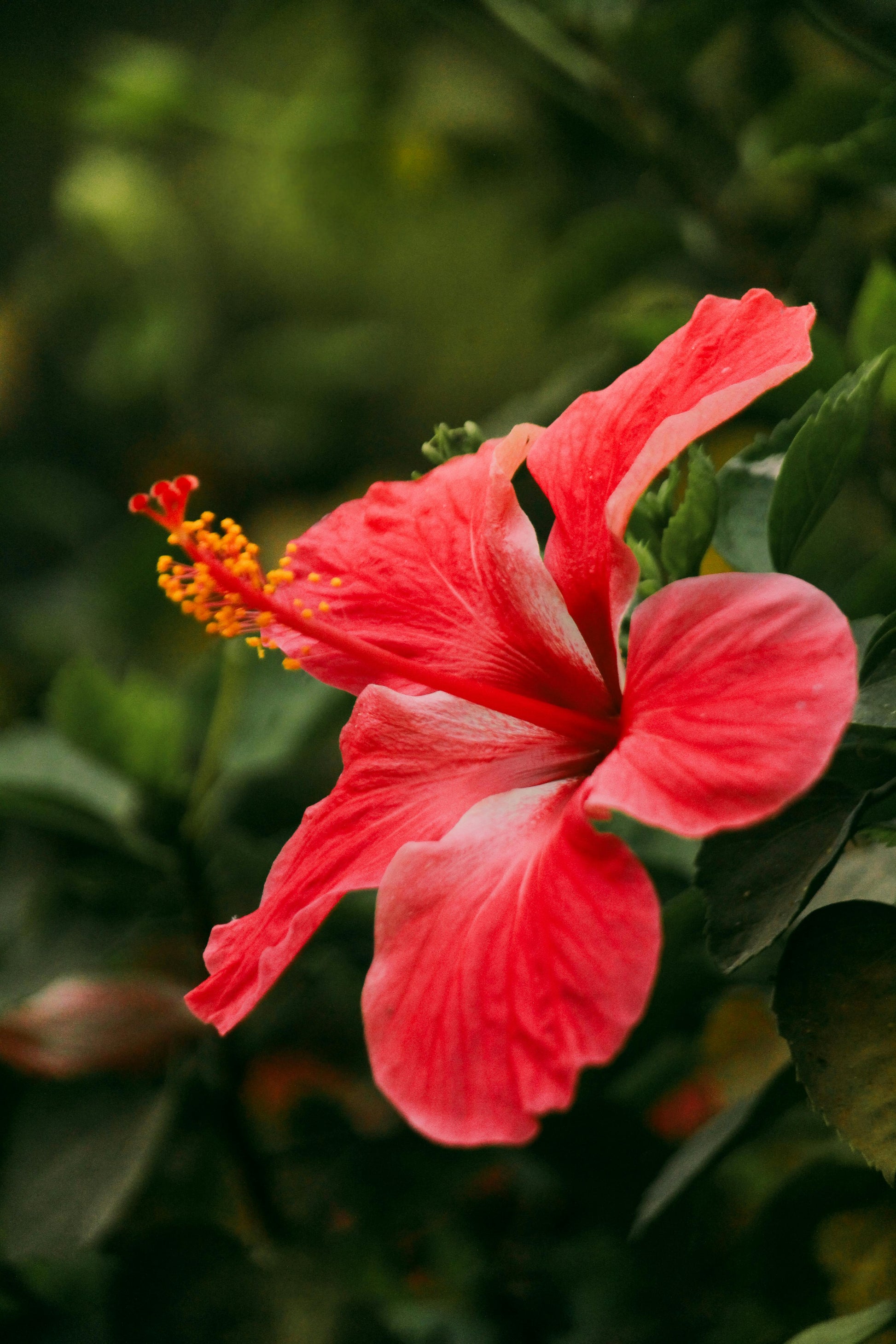 Hibiscus Flower Seeds in Orange Flower seeds for Planting - Low Maintenance, Heirloom & GMO Free Seeds for Home Garden