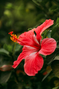 Hibiscus Flower Seeds in Orange Flower seeds for Planting - Low Maintenance, Heirloom & GMO Free Seeds for Home Garden