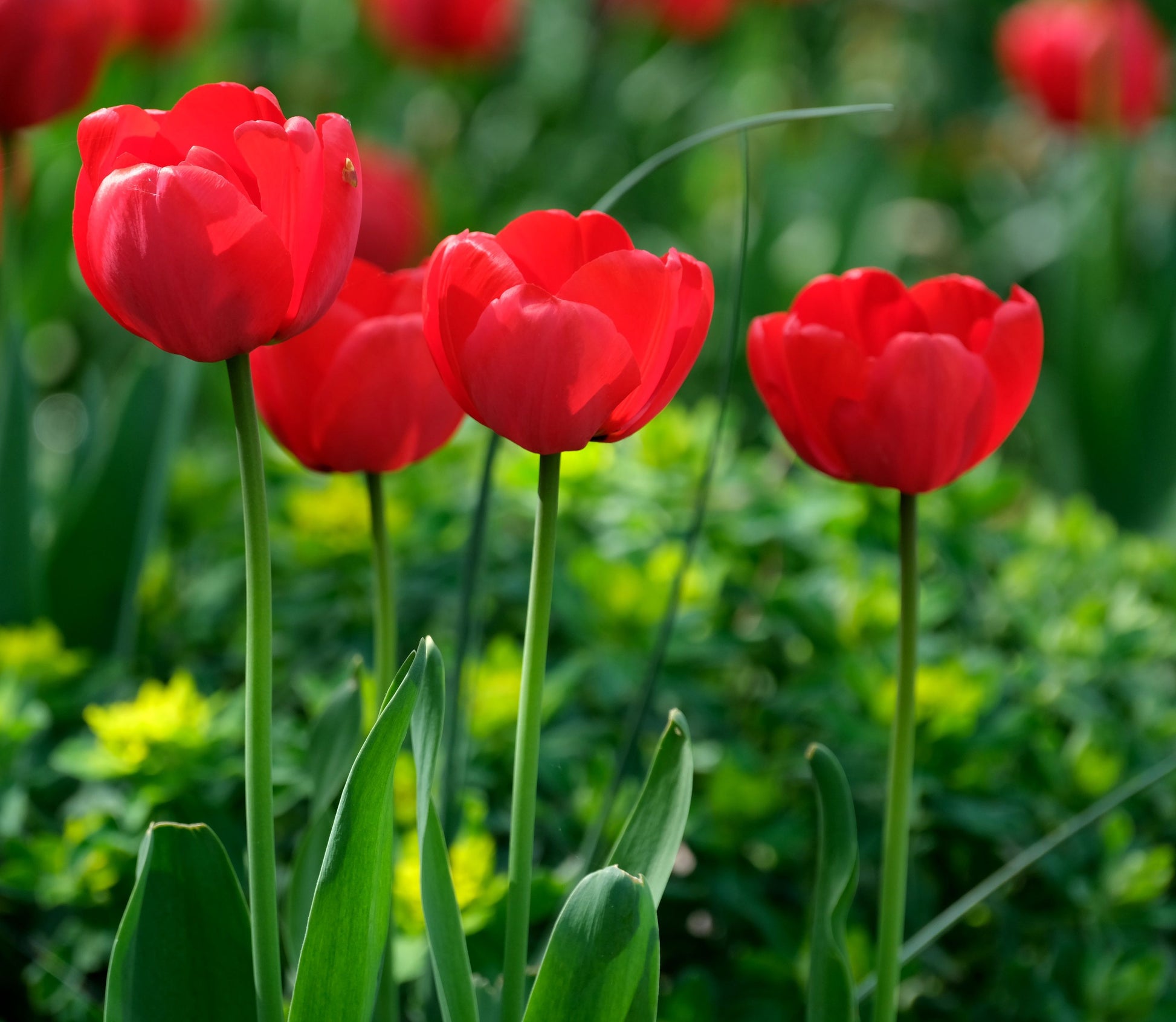 Red Tulip Flower seeds for Planting - Low Maintenance, Heirloom & GMO Free Seeds for Home Garden