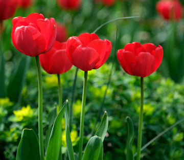 Red Tulip Flower seeds for Planting - Low Maintenance, Heirloom & GMO Free Seeds for Home Garden