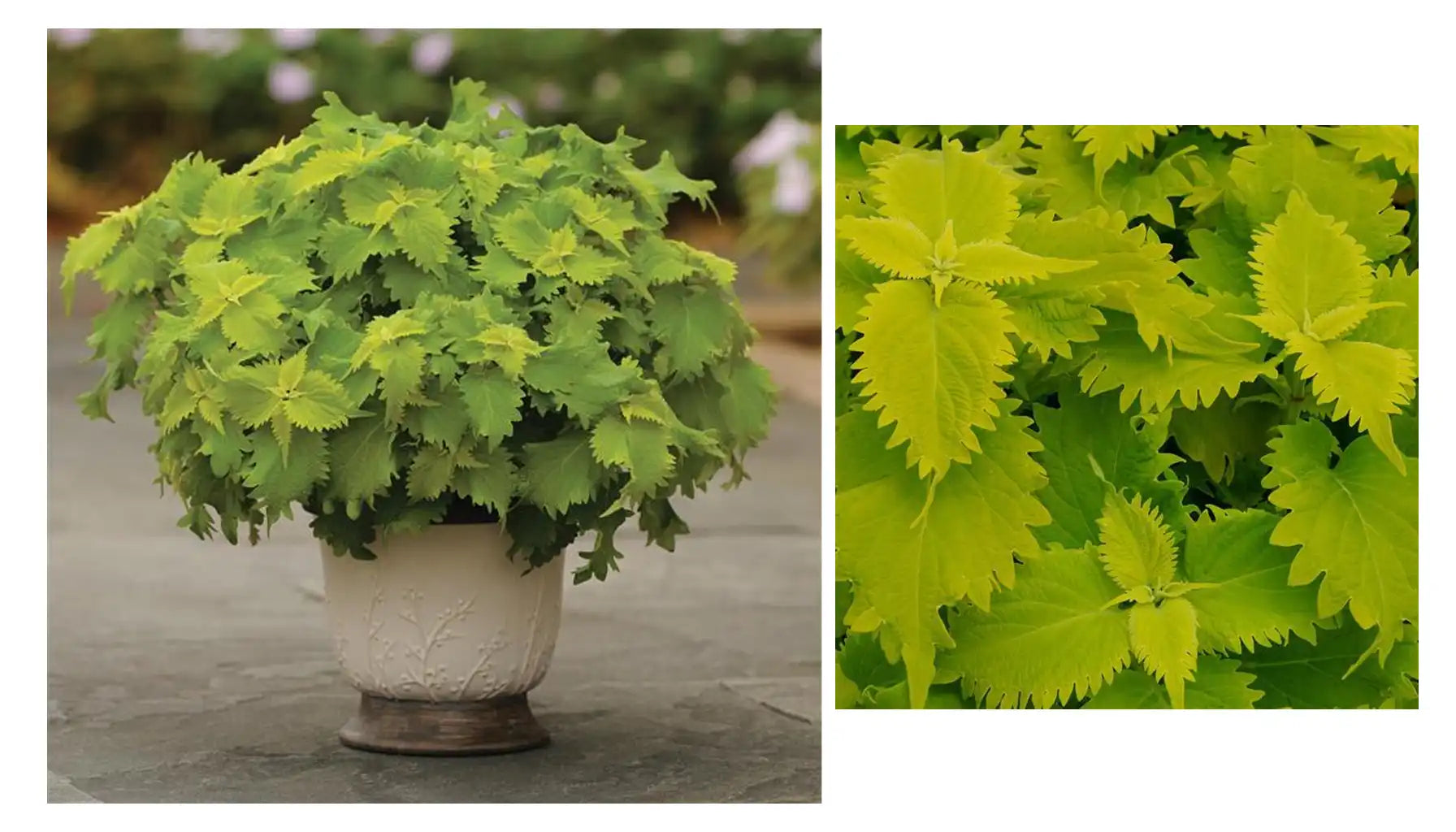 Light Green Dragon Coleus Seeds for Planting – Cottage Garden Essential Heirloom & NonGMO Seeds for Home Garden
 
 Sale