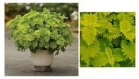 Light Green Dragon Coleus Seeds for Planting – Cottage Garden Essential Heirloom & NonGMO Seeds for Home Garden
 
 Sale