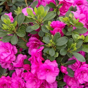 Pink Azaleas Flower seeds for Planting - Cottage Garden Essential, Heirloom & GMO Free Seeds for Home Garden