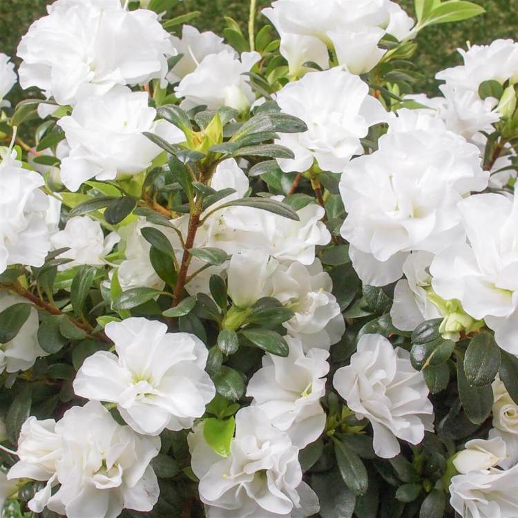 White Azalea Flower Seeds for Planting Pollinator Friendly Heirloom & GMO Free Seeds for Home Garden
 
 Sale