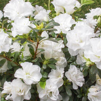 White Azalea Flower Seeds for Planting Pollinator Friendly Heirloom & GMO Free Seeds for Home Garden
 
 Sale