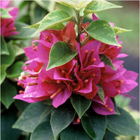 Thick Pink Bougainvillea Flower seeds for Planting - Compact Growth, Heirloom & GMO Free Seeds for Home Garden