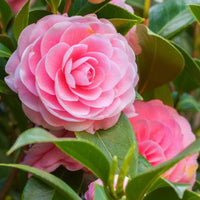 Elegant Camellia Flower Seeds For Planting: Pink & White Blooms Soothing Displays