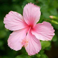 Pink White Hibiscus Flower seeds for Planting - Fragrant Blossoms, Heirloom & GMO Free Seeds for Home Garden