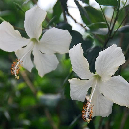 White Hibiscus Flower seeds for Planting Cut Flower Favorite Heirloom & GMO Free Seeds for Home Garden