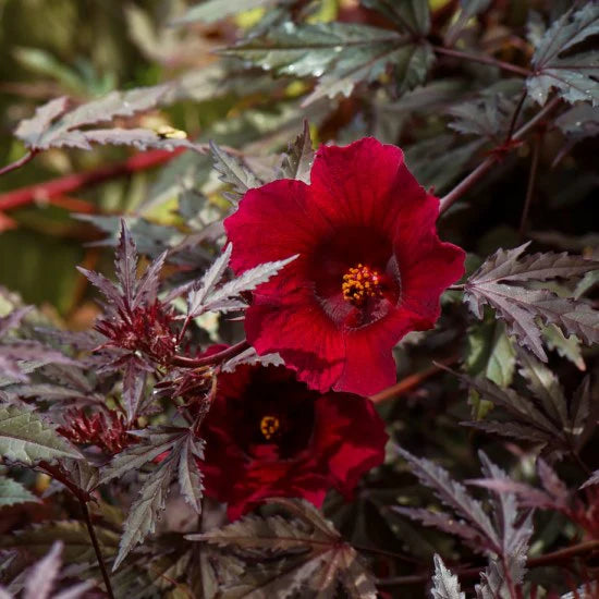 Burgundy Hibiscus Flower seeds for Planting Colorful Display Heirloom & GMO Free Seeds for Home Garden 
 
 Sale