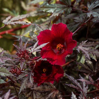 Burgundy Hibiscus Flower seeds for Planting Colorful Display Heirloom & GMO Free Seeds for Home Garden 
 
 Sale