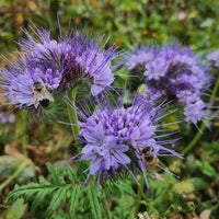 Purple Phacelia Tanacetifolia Flower seeds for Planting - Wildflower Mix, Heirloom & GMO Free Seeds for Home Garden