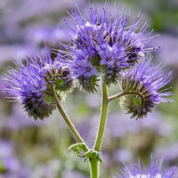 Violet Lacy Phacelia Seeds Flower seeds for Planting Easy to Grow Heirloom & GMO Free Seeds for Home Garden 
 
 Sale