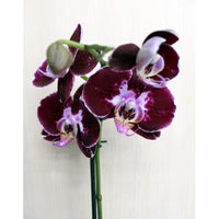 Marron Phalaenopsis Orchid Seeds for Planting Premium Quality Heirloom & GMO Free Seeds for Home Garden
 
 Sale