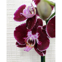 Burgundy White Phalaenopsis Orchids Seeds Flower seeds for Planting Garden Essential Heirloom & GMO Free Seeds For Home Garden 
 
 Sale