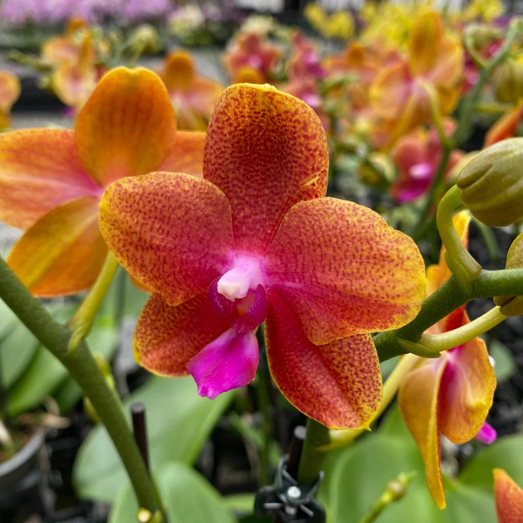 Samen Orchidee Flower Seeds for Planting