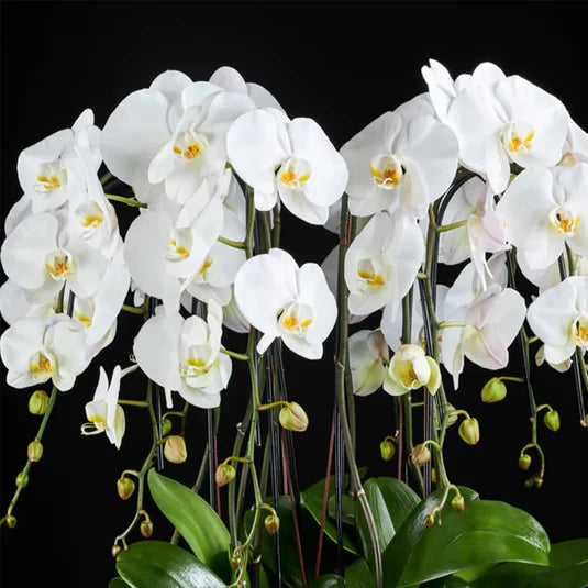 Phalaenopsis Yellow White Flower seeds for Planting - Bright Blooms, Heirloom & GMO Free Seeds for Home Garden