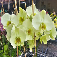 Light Yellow Phalaenopsis Orchid Seeds – Elegant Blooms Heirloom & NonGMO for Home Garden
 
 Sale