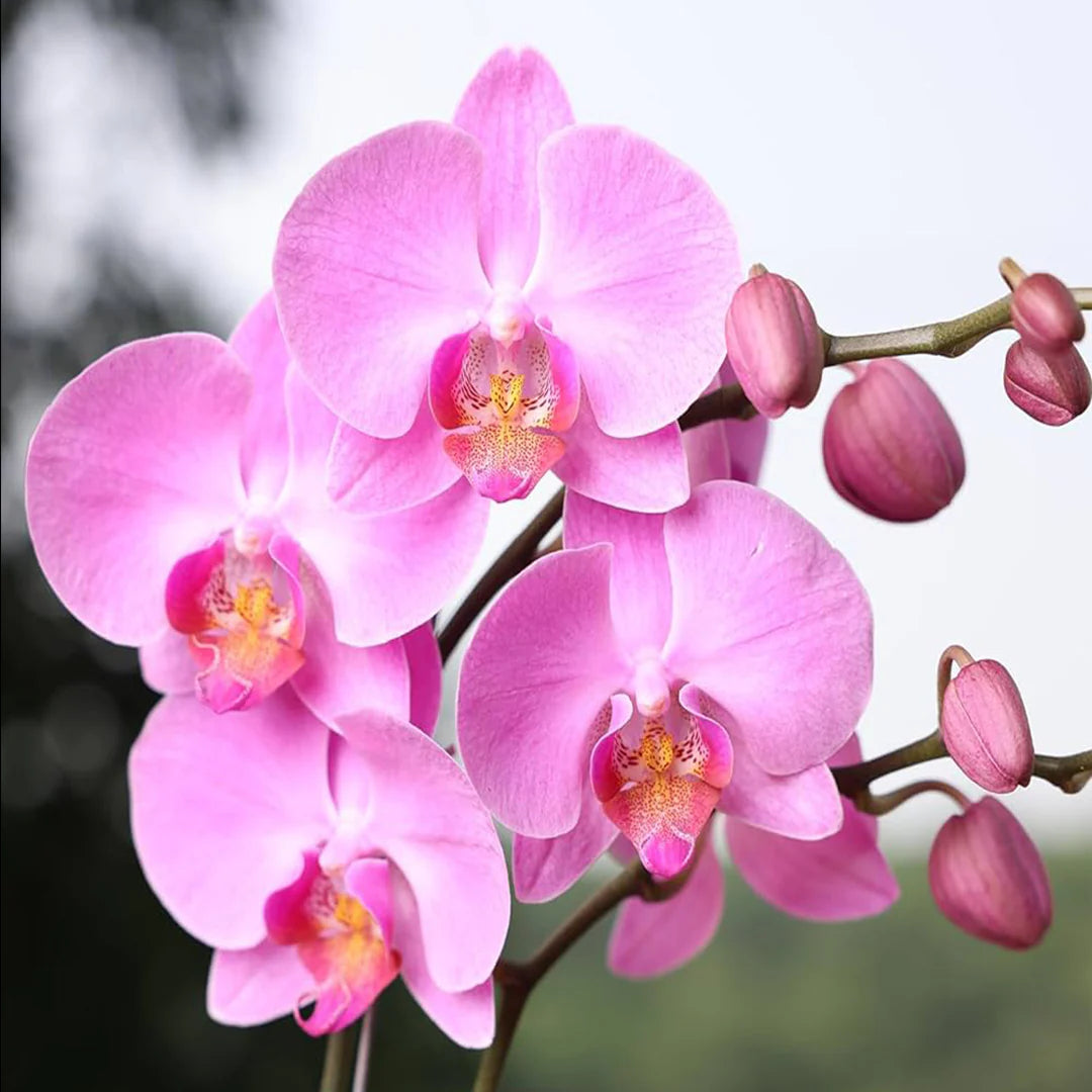 Phalaenopsis Flower seeds for Planting Low Maintenance Heirloom & GMO Free Seeds for Home Garden