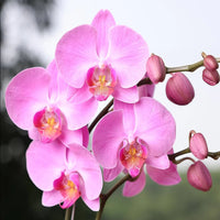 Phalaenopsis Flower seeds for Planting Low Maintenance Heirloom & GMO Free Seeds for Home Garden