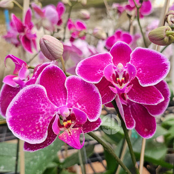 Pink Red Phalaenopsis Orchid Flower seeds for Planting Fragrant Blossoms Heirloom & GMO Free Seeds for Home Garden