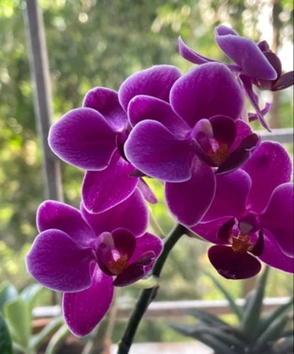 Purple Phalaenopsis Orchid Flower seeds for Planting Seasonal Bloomer Heirloom & GMO Free Seeds for Home Garden