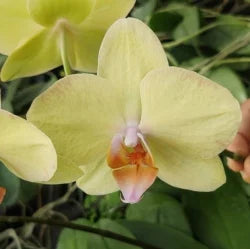 Light Yellow Phalaenopsis Orchid Seeds Flower seeds for Planting Sun Loving Heirloom & GMO Free Seeds for Home Garden