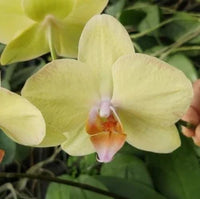 Light Yellow Phalaenopsis Orchid Seeds Flower seeds for Planting Sun Loving Heirloom & GMO Free Seeds for Home Garden