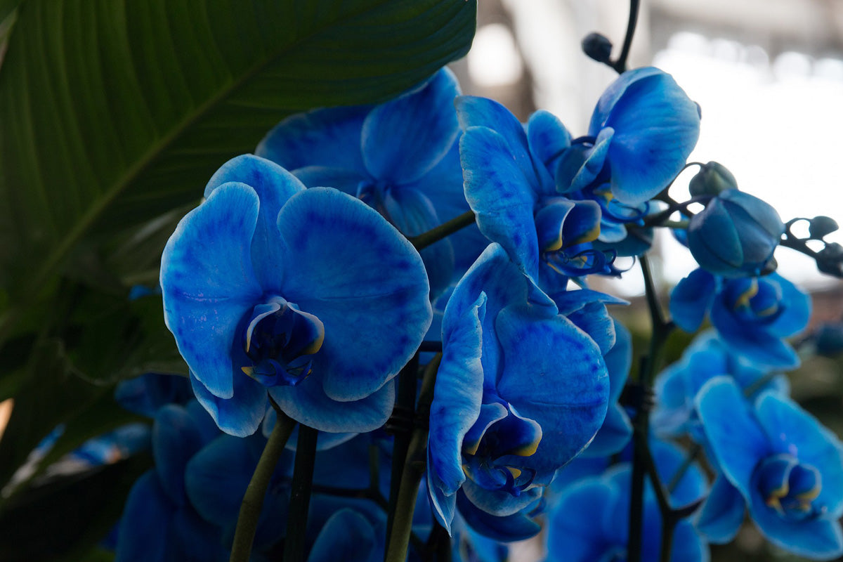Phalaenopsis Orchid Planting and Growth Guide
