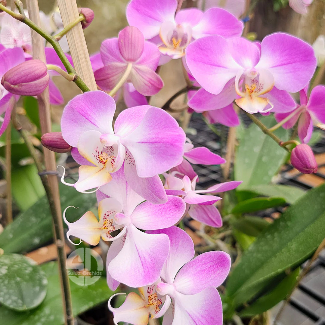 Purple Phalaenopsis Flower seeds for Planting Pollinator Friendly Heirloom & GMO Free Seeds for Home Garden 
 
 Sale