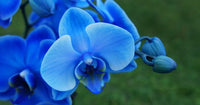 Phalaenopsis Orchid Seedlings for Gardening