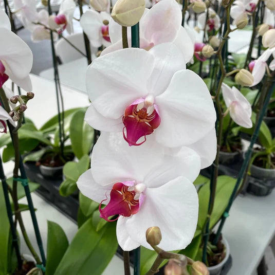 Phalaenopsis White Pink Flower seeds for Planting - Wildflower Mix, Heirloom & GMO Free Seeds for Home Garden
 
 Sale