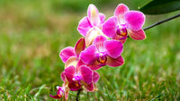 Phalaenopsis Mix Flower Seeds for Planting  Beautiful Orchid Variety