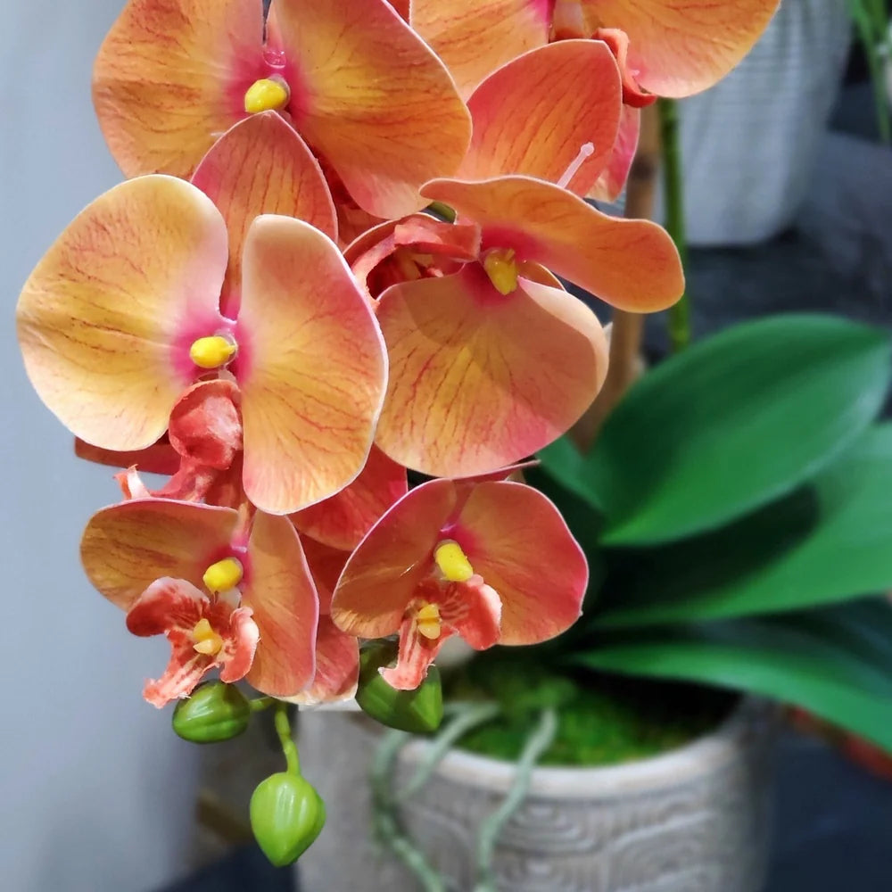 Orange Phalaenopsis Orchid Flower Seeds for Planting Perfect for Borders Heirloom & GMO Free Seeds for Home Garden
 
 Sale